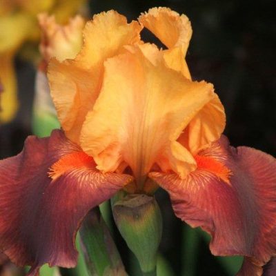 Torero