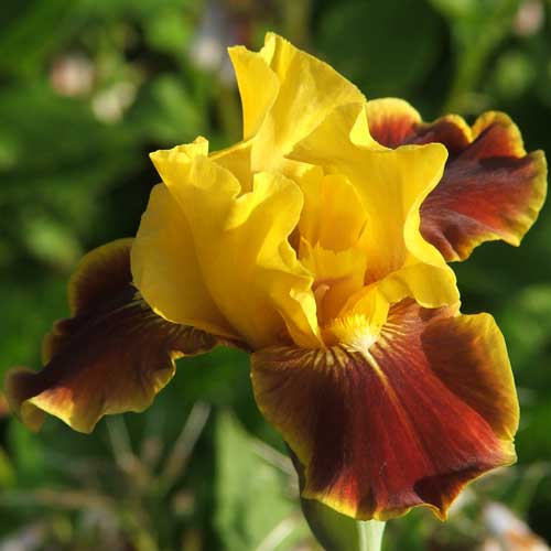 Iris of Sissinghurst