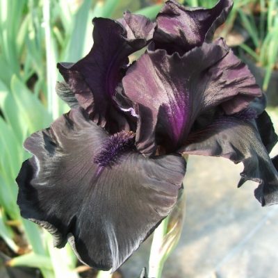 Tall Bearded Archives - Page 2 of 10 - Iris of Sissinghurst
