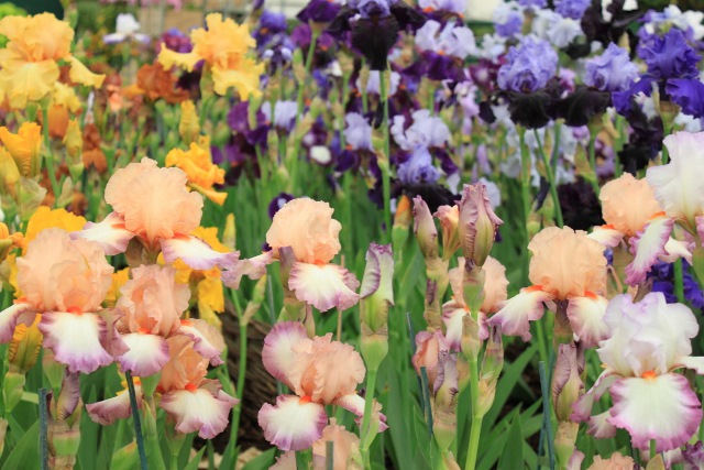 Limited Edition Special Collection -Tall Bearded Iris