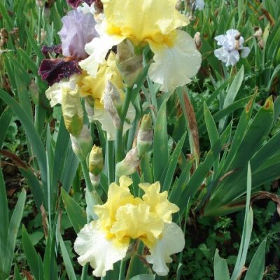 Kent Irises