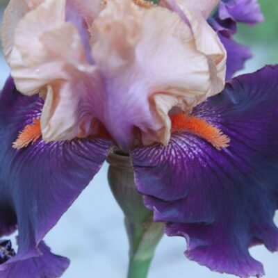 Florentine Silk
