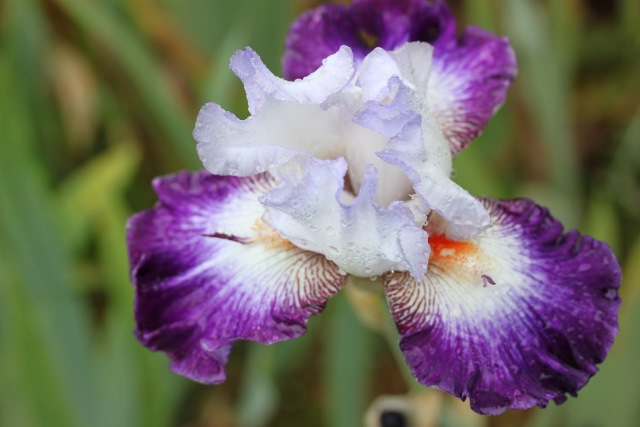 Aurelie – Iris of Sissinghurst