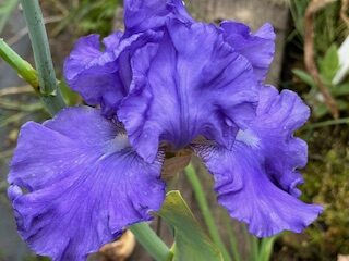 Somerset Blue